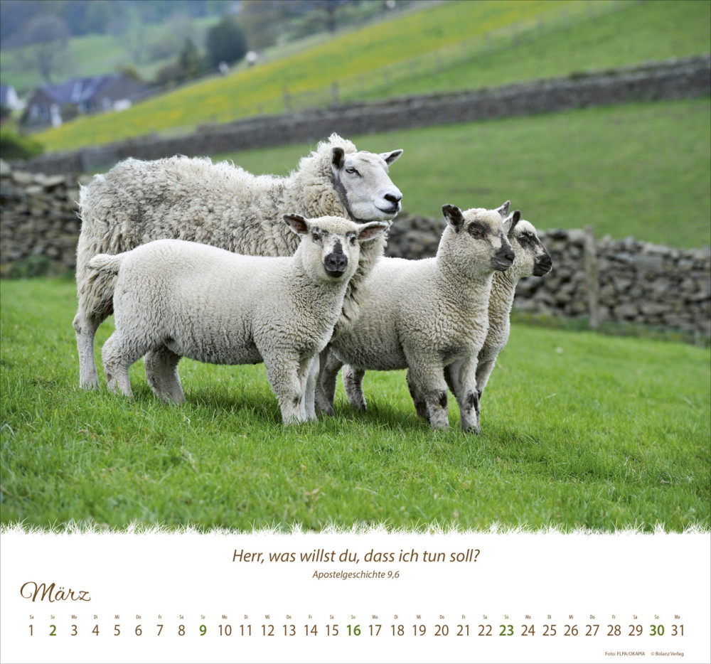 Kalender Ein Leben für die Schafe - Wandkalender