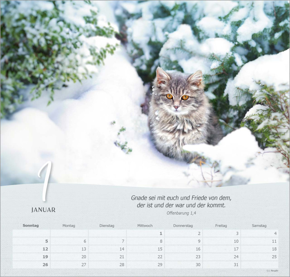 Katzen - Wandkalender