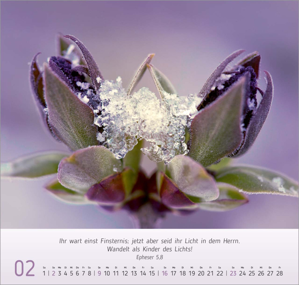 Gesichter der Natur - Wandkalender