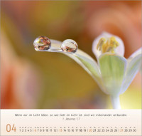 Gesichter der Natur - Wandkalender