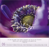 Gesichter der Natur - Wandkalender