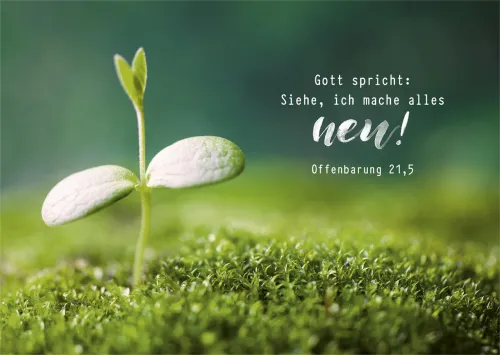 Postkarten Jahreslosung 2026 Spross - Offenbarung 21,5