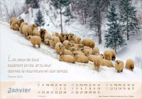 Bon berger (Le) - Calendrier cartes postales, horizontal
