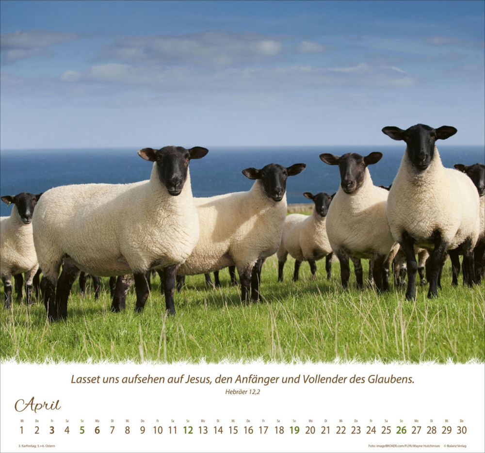 Kalender Ein Leben für die Schafe - Wandkalender